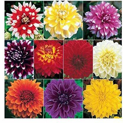 VibeX PAU-39-Dahlia Double Flower Seeds Seed(20 per packet)