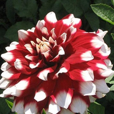 VibeX NBIR-396-Hot Unique Red White Spot Dahlia Seeds Seed(100 per packet)