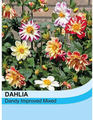 VibeX Dahlia Seed(100 per packet)