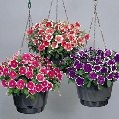 CYBEXIS Petunia-Rose Of Heavens Pink Seeds Flower Seeds Seed(1 g)