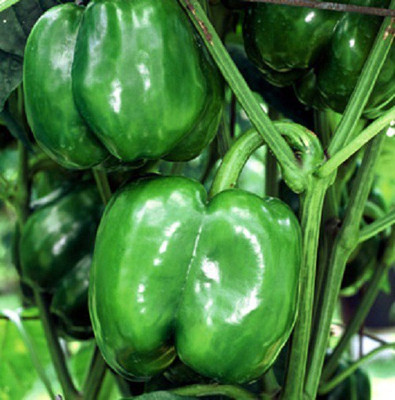 Sjeme capsicum Seed(20 per packet)