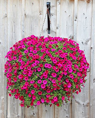 CYBEXIS Petunia-Star Mixed Seeds Seed(1 g)
