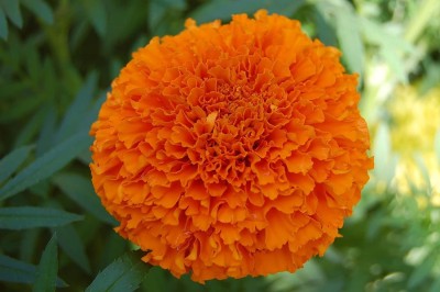 YOUNG STAR MARIGOLD Seed(100 per packet)