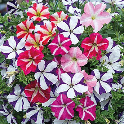 CYBEXIS Petunia Mixed Colour Flower F1 Hybrid Seeds Seed(1 g)