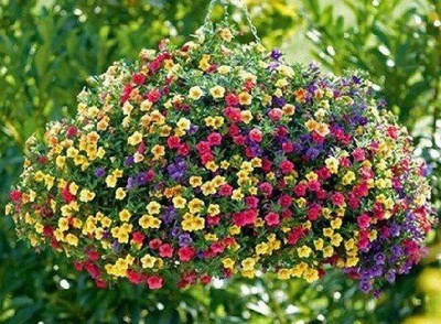 CYBEXIS Flower Seeds Petunia-Star Mixed Flower Seed(50 per packet)