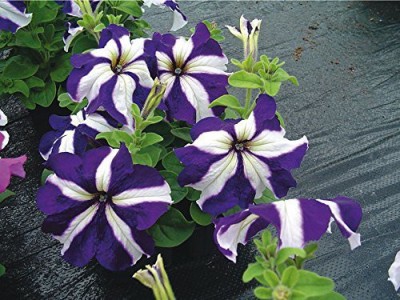 CYBEXIS Fast Germination Petunia Mixed Colour Flower F1 Hybrid Seeds Seed(1 g)