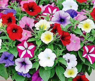 YOUNG STAR PETUNIA MIXED Seed(40 per packet)