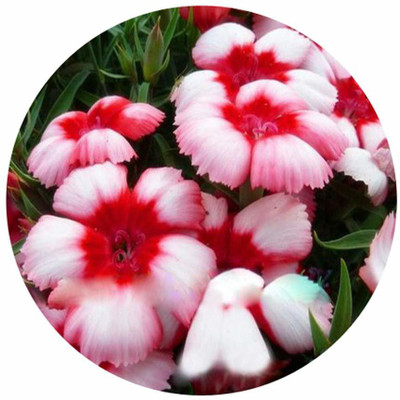 CYBEXIS Superbus Flower Dianthus Seeds-White And Pink Seed(50 per packet)