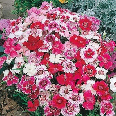 JRYU Dianthus Barbatus Mixed Seeds For Kitchen Gardening Seed(100 per packet)