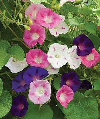 ACCELCROP Morning Glory Seed(10 per packet)
