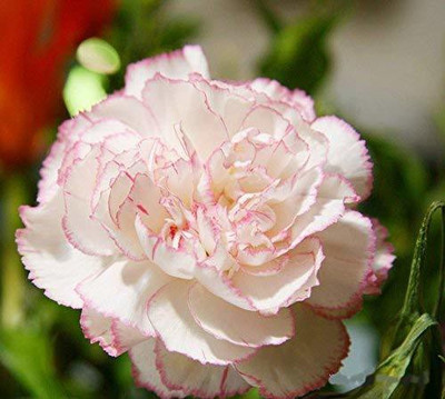 Aywal Dianthus-F2 Dwarf Mix Flower Seeds For Home Garden Seed(80 per packet)