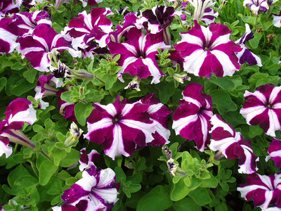 CYBEXIS High Germination Petunia Mixed Colour Flower F1 Hybrid Seeds Seed(1 g)