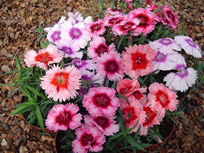 ACCELCROP Dianthus Lemon Fizz Flower Seed(125 per packet)
