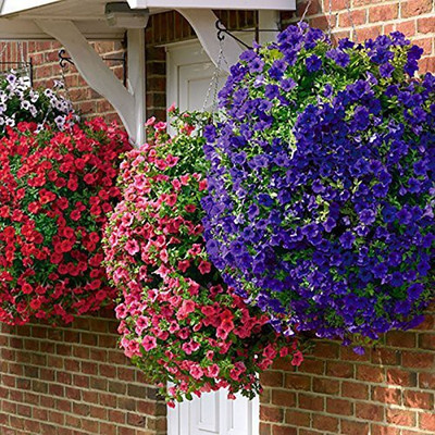 CYBEXIS Flower Seeds : Petunia-Mixed Seed(1 g)