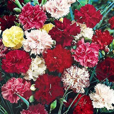 CYBEXIS Dianthus Grenadin Mix Flower Seed(50 per packet)
