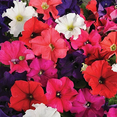 CYBEXIS PETUNIA MIXED FLOWER SEEDS Seed(50 per packet)