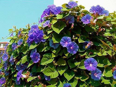 CYBEXIS TLX-58 - Ipomia/Morning Glory F1 Hybrid - (100 Seeds) Seed(100 per packet)