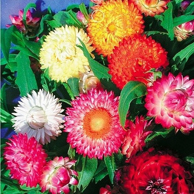 XOLDA Exotic Daisy Mixed Flower Seed(61 per packet)
