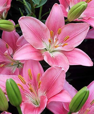 Audbhidhi All Season Flower Bulbs Asiatic Lily/Lilium Seed(2 per packet)
