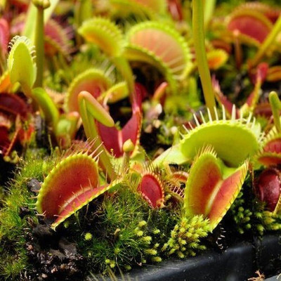 Redoak Dionaea Muscipula Giant Clip Venus Flytrap Seed(50 per packet)