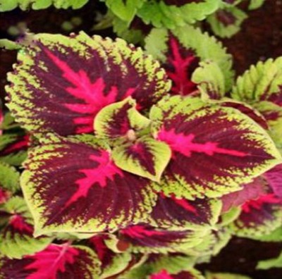 Nema Charming Chinese Coleus Seeds - Pink and Brown Seed(100 per packet)