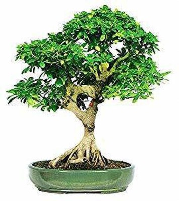 Tigress Ficus Plant(Hybrid, Pack of 1)