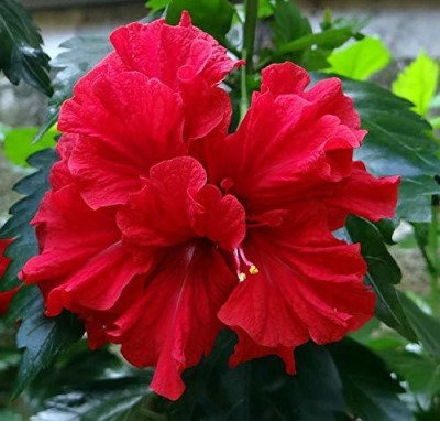 ukandagarden Hibiscus Plant(Hybrid, Pack of 1)