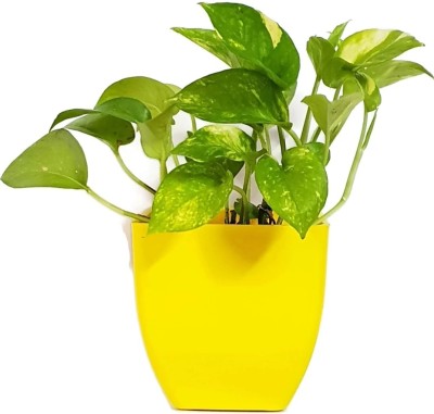 Bee Green Money Plant(Hybrid, Pack of 1)