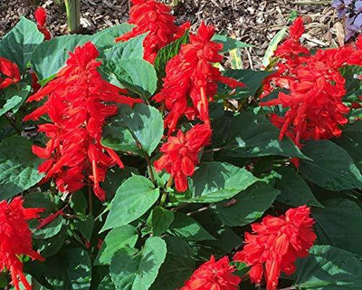 CYBEXIS Imported Flower Seeds Salvia Seed(1 g)