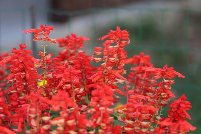 CYBEXIS Gardening Salvia Mixed Colour Flower Seeds Seed(50 per packet)