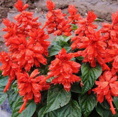 CYBEXIS Seeds Good Germination Salvia Flower Seed(50 per packet)