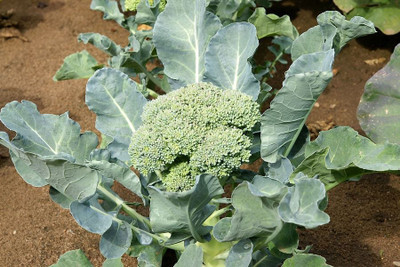FERNSFLY® Vegetables Seeds Broccoli Seed(11 per packet)