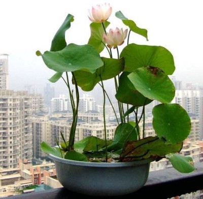 KANAYA Lotus seeds for Hone Garden Flower Seeds Seed(21 per packet)