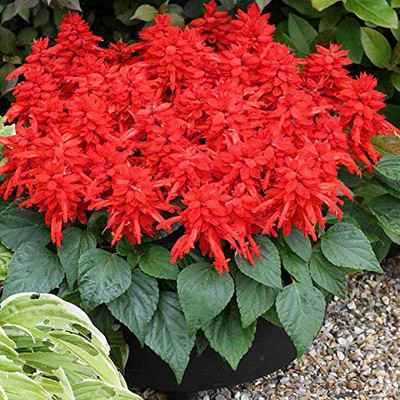 CYBEXIS Salvia Flower F1 Hybrid Seeds Good Germination Seed(1 g)