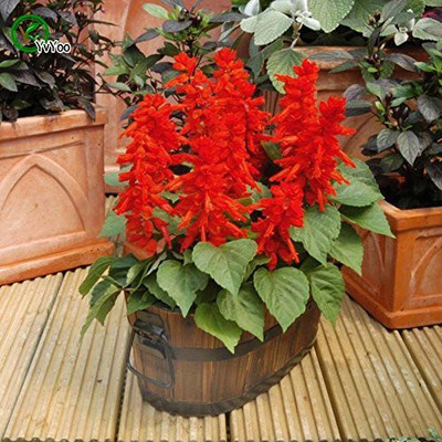 CYBEXIS Salvia Splendens F1 Mixed Flower Seeds Seed(50 per packet)
