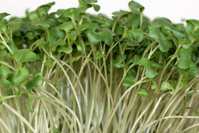 GARDENIFY INDIA Microgreen Broccoli Seed(50 per packet)