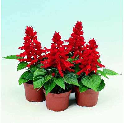 CYBEXIS Flower Seeds Salvia Mixed Color | F1 Hybrid Flower | Seeds For Home Garden Seed(1 g)