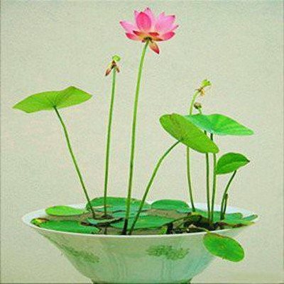 KANAYA Kamal Seed(18 per packet)