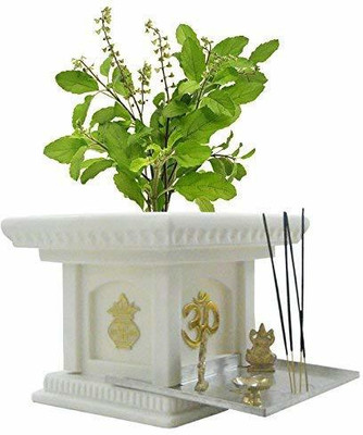 Tigress Tulsi Plant(Hybrid, Pack of 1)