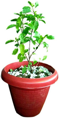 Ukaanda Tulsi Plant(Hybrid, Pack of 1)