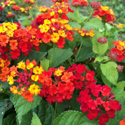 Tigress Lantana/Raimuniya Plant(Hybrid, Pack of 1)