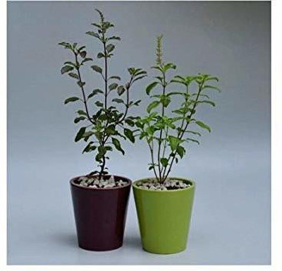 samarthgreen Tulsi Plant(Hybrid, Pack of 1)