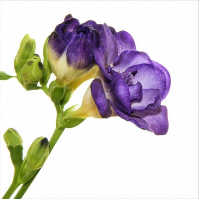Audbhidhi Freesia Double Flower Bulbs for Winter Season Seed(2 per packet)