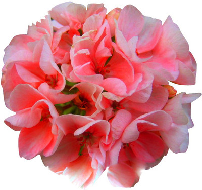 Futaba Pale Pink Univalve Geranium Seeds - 50 Pcs Seed(50 per packet)