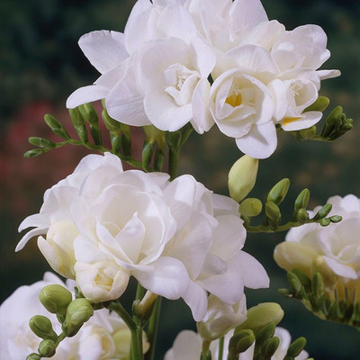 Audbhidhi Freesia Flower Bulbs Seed(15 per packet)