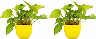 Agroo Liv Money Plant(Hybrid, Pack of 2)