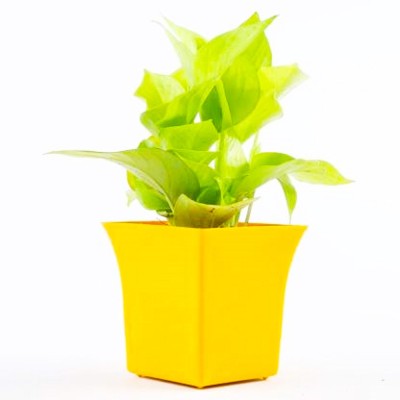 AGAMI Money Plant(Pack of 1)