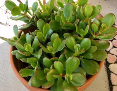 ONLINE PLANT BAZAR Jade Plant(Hybrid, Pack of 1)