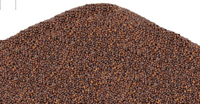 V Seed Krishna Tulsi Seed(40 per packet)