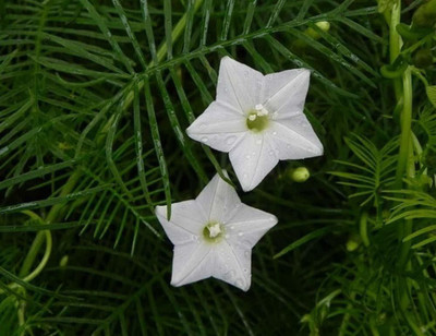 ujjaiseeds Rare white Star Glory Flower Seed(10 per packet)